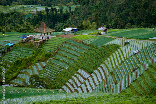 Rolling green mount Sumbing slope with crop terrace in sukomakmur village central java photo