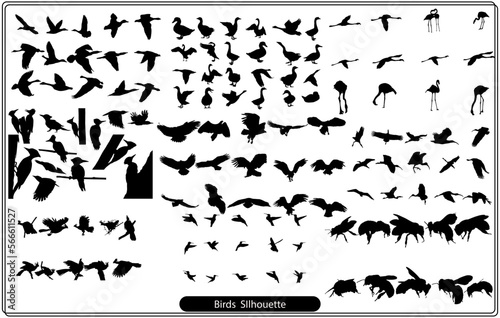 Set of black isolated silhouettes of crows. Collection of different birds position. 