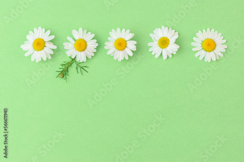 Beautiful chamomile daisy flower on neutral green background. Flowers composition  spring and summer background.Alternative medicine and herbal treatment. Flat lay  copy space