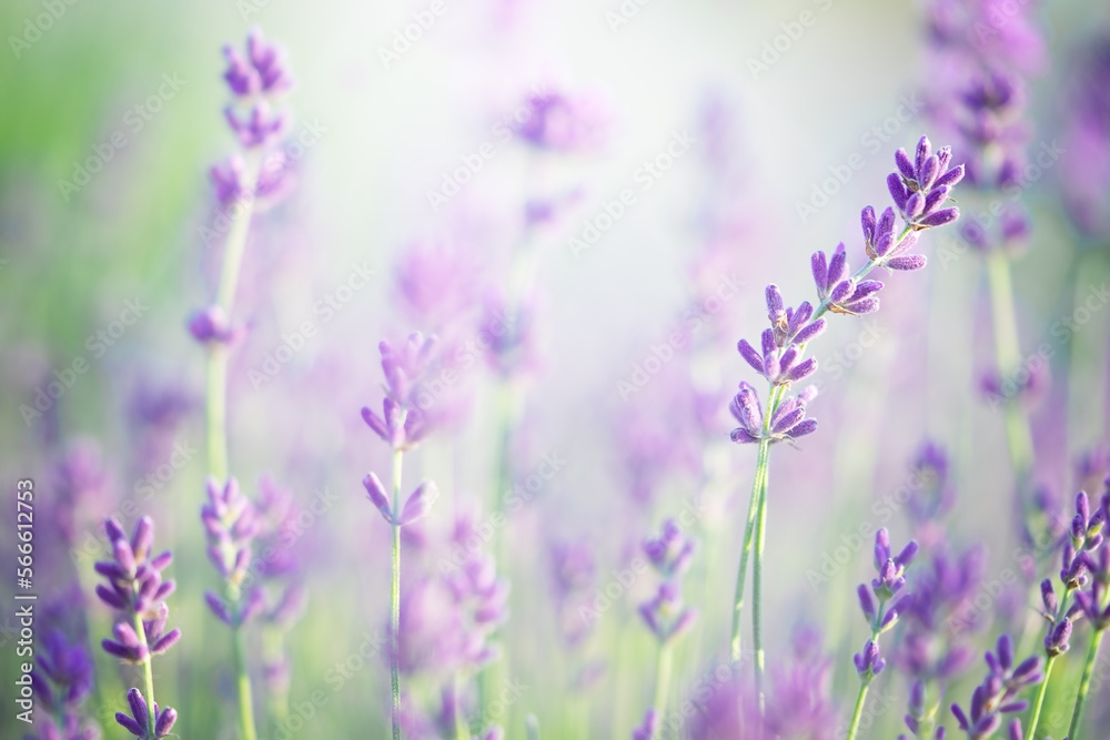 Obraz premium Lavender flowers blooming. Natural background, close up