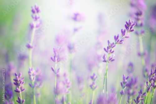 Lavender flowers blooming. Natural background  close up