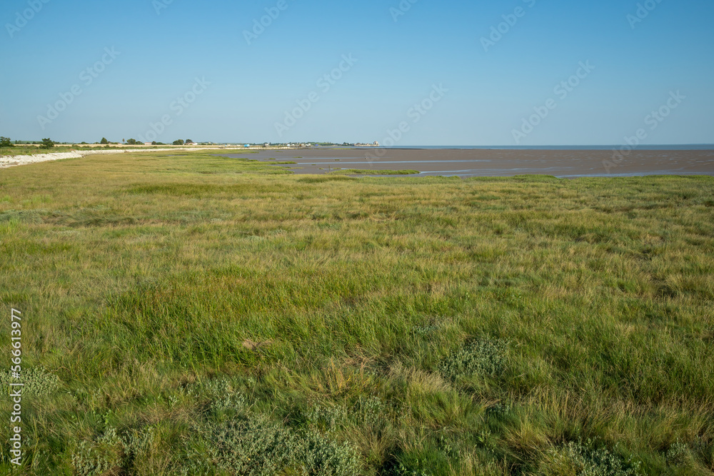 Intertidal saltmarsh vegetation on the shores of the Gironde estuary, Charente Maritime, France near Talmont-sur-Gironde