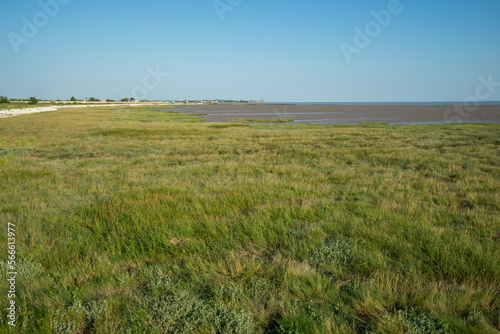 Intertidal saltmarsh vegetation on the shores of the Gironde estuary  Charente Maritime  France near Talmont-sur-Gironde
