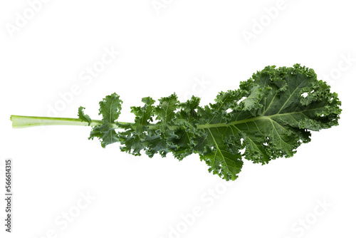 Fresh green leaves of Kale. Green vegetable leaves isolated on alpha background.