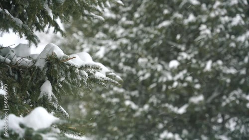 Snow falling evergreen trees winter day snowfall