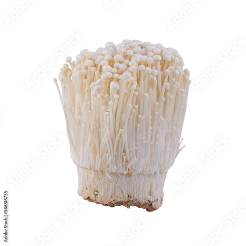 Fresh golden needle mushroom or enoki isolated on alpha background. photo