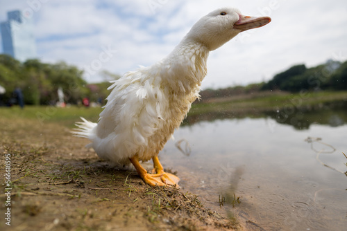 A duck stands by the lake in the city