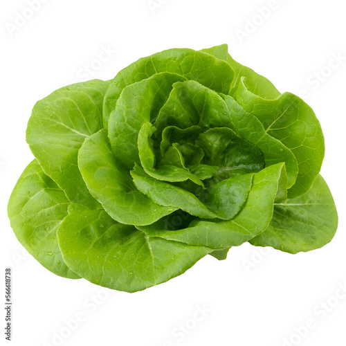 Принти на полотні Head of butterhead lettuce isolated on a transparent background