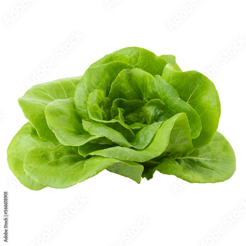 Head of butterhead lettuce isolated on a transparent background