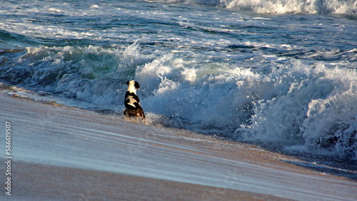 Black and white dog playing at the beach in Zipolite, Mexico photo