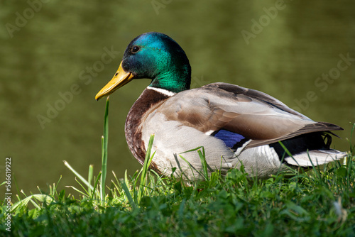 Drake by the lake