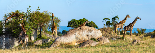 Masai giraffe, Maasai giraffe, or Kilimanjaro giraffe (Giraffa camelopardalis tippelskirchi) herd (or Journey of Giraffes) feeding. Serengeti National Park. Tanzania. photo