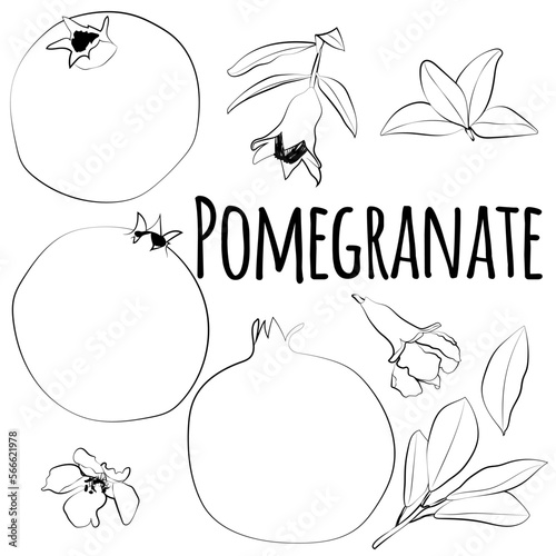 Set of pomegranates, leaves, flowers, linear black and white drawing.