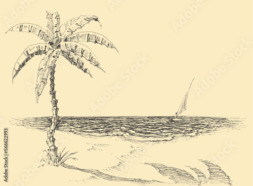 Palm tree on sea shore vector hand drawing