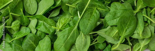 Fresh green baby spinach bundle. Vegetable. Long banner format. top view
