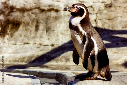 Humboldt penguins at the zoo