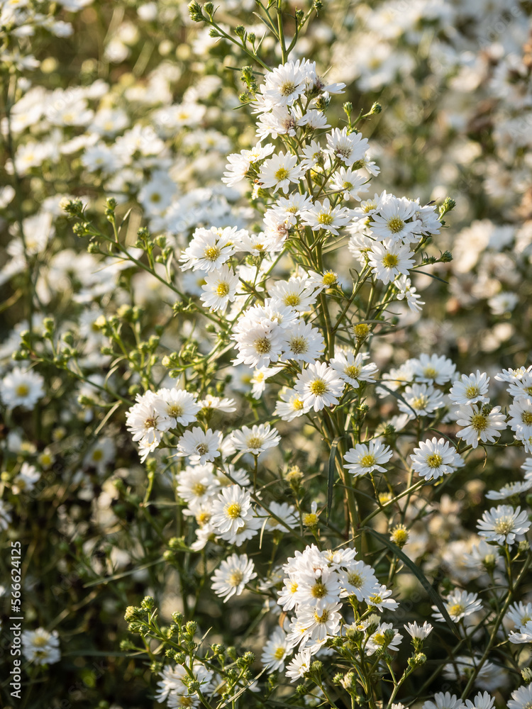 White flowers are beautiful and give a fresh feeling. White flowers are beautiful and give a fresh feeling.