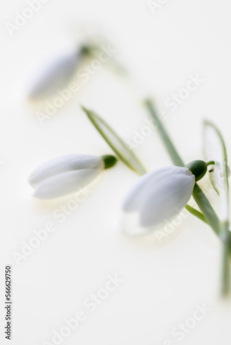 snowdrop flower abstract and soft spring image white background with copyspace
