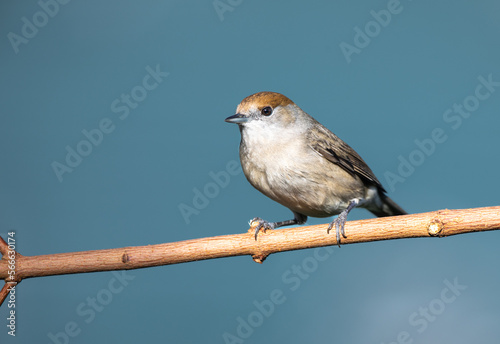 A close up of a single female blackcap sat on a tree branch