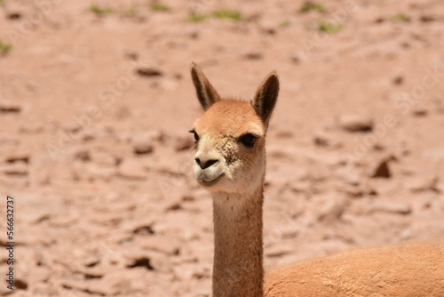 Portrait of Wild Vikunja in Atacama desert Chile South America