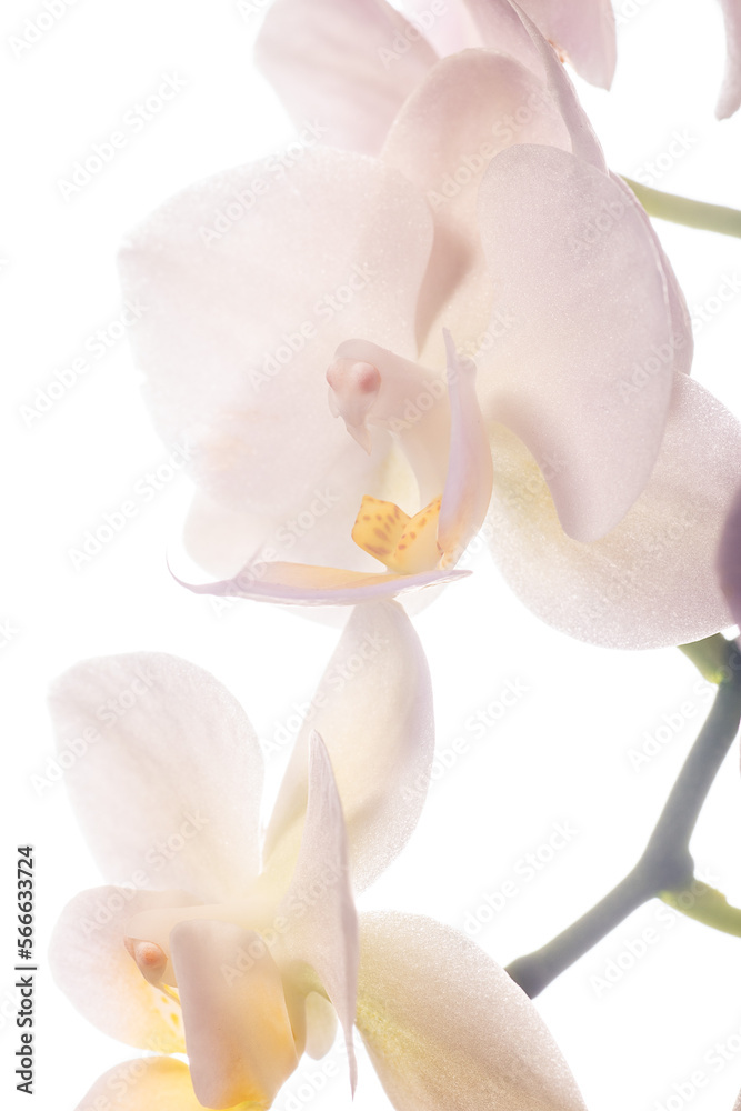 Phalaenopsis Orchid Flower On White Background