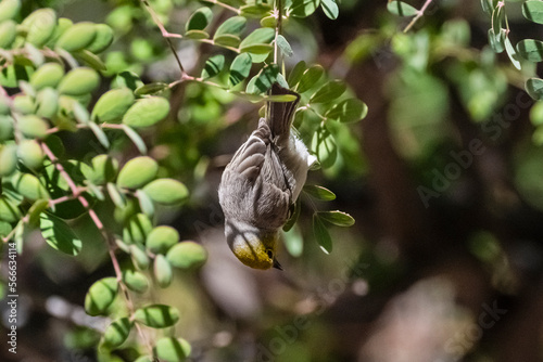 Verdin (Auriparus flaviceps) Hanging Upside Down While Feeding