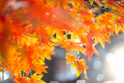 Abstract background of autumn leaves ,It's a beautiful orange color according to the seasons of nature.