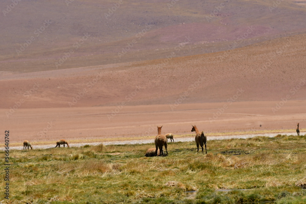 vikunja in Atacama Desert Chile South America