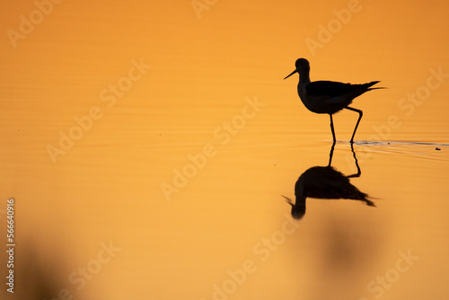 Common avocet standing in puddle photo