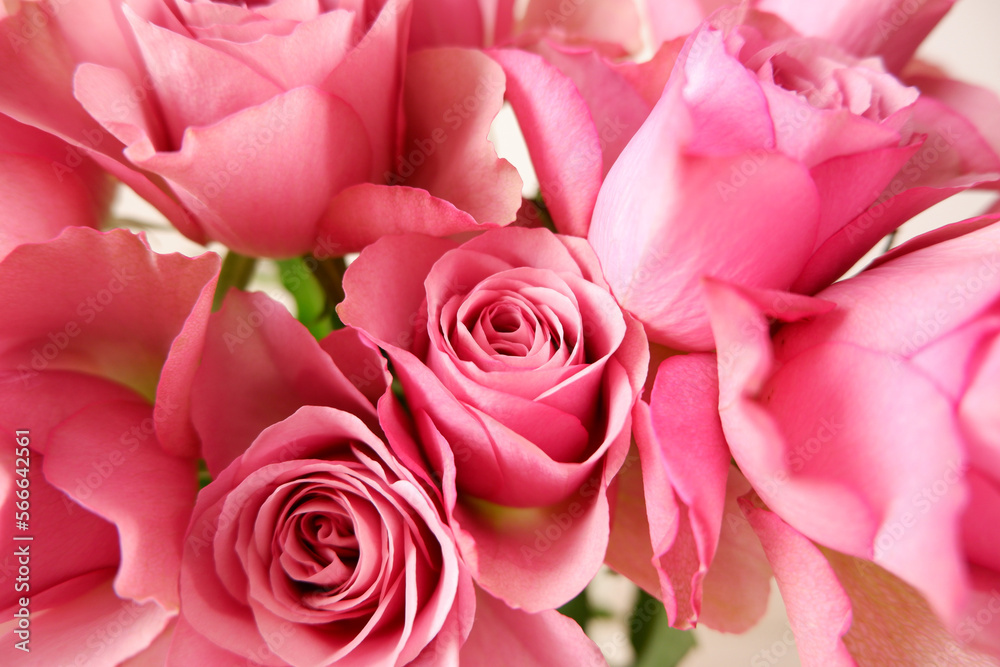 Beautiful pink rose background. Pink roses on white background. Flower background for Mother's day, Women's day, Wedding and Valentine's day. Beautiful pink rose background. Pink roses on white background. Flower background for Mother's day, Women's day, Wedding and Valentine's day.