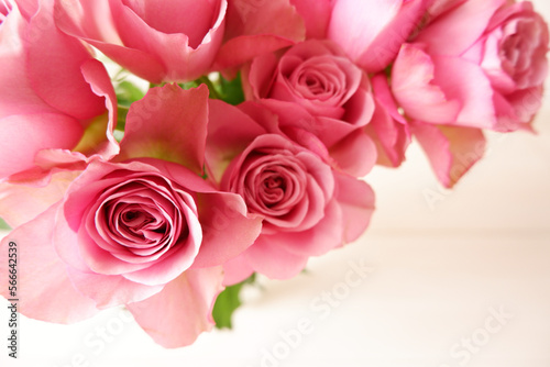 Beautiful pink rose background. Pink roses on white background. Flower background for Mother's day, Women's day, Wedding and Valentine's day.