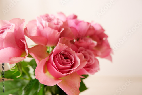 Beautiful pink rose background. Pink roses on white background. Flower background for Mother's day, Women's day, Wedding and Valentine's day. © Lala
