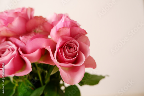 Beautiful pink rose background. Pink roses on white background. Flower background for Mother s day  Women s day  Wedding and Valentine s day.