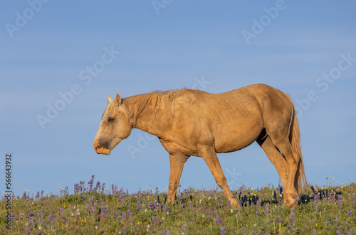 Beautiful Wild Horse in the the Pryor Mountains Montana in Summer