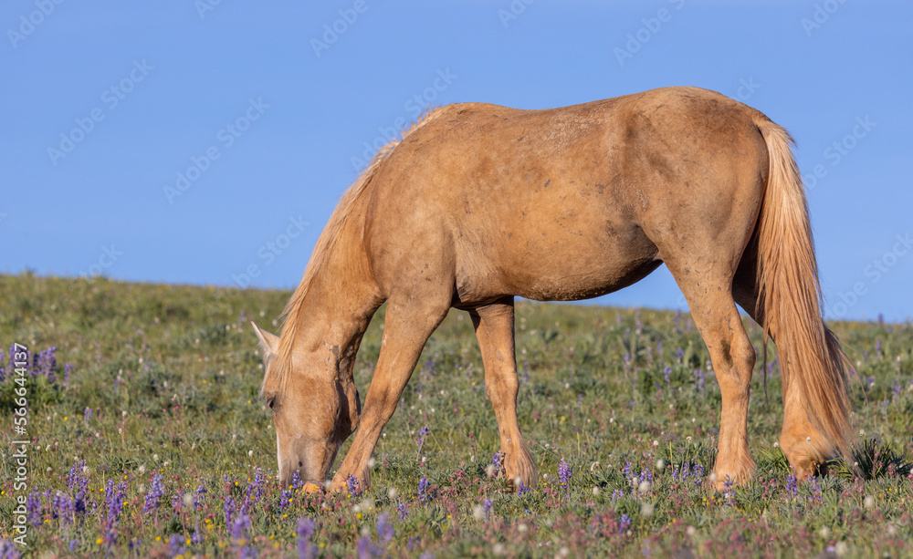 Beautiful Wild Horse in the the Pryor Mountains Montana in Summer Beautiful Wild Horse in the the Pryor Mountains Montana in Summer