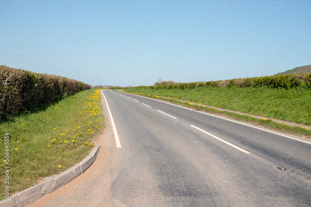 Dandelions by the roadside.