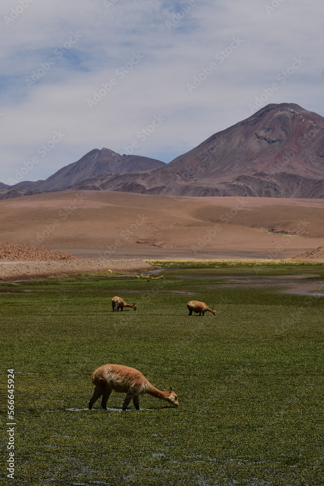 Wild Vikunja in Atacama desert Chile South America