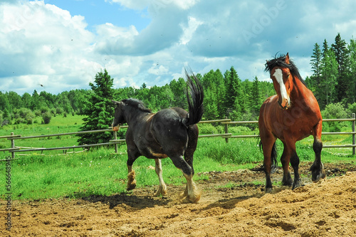 Two Clydesdale horse playing around in field being bugged by flies on summer day