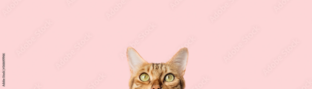 Beautiful funny bengal cat peeks out from behind a pink table - obrazy, fototapety, plakaty 