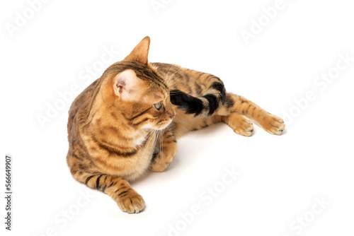 Bengal cat lies resting on a white background.