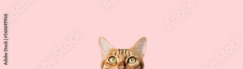 Foto Beautiful funny bengal cat peeks out from behind a pink table