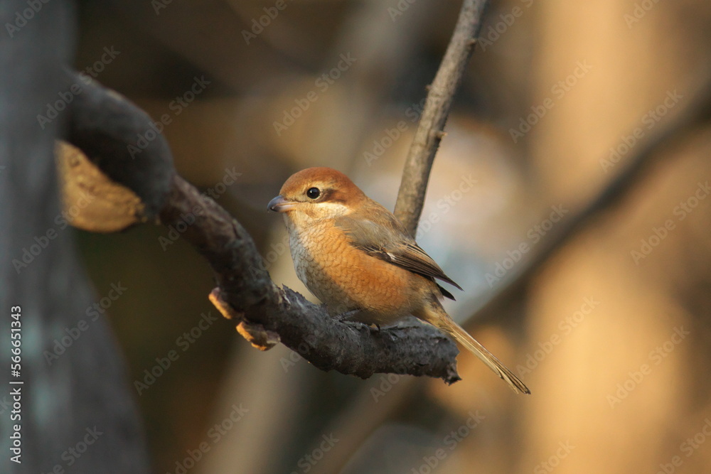 Shrike perched on a tree branch Shrike perched on a tree branch