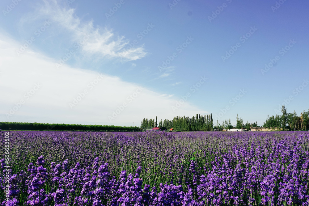 field of lavender field of lavender