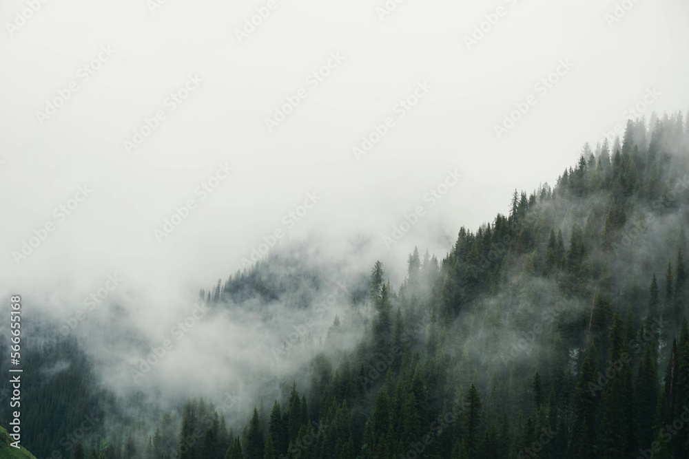 Fototapeta fog in the mountains