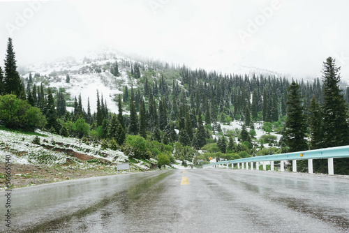 road in the forest