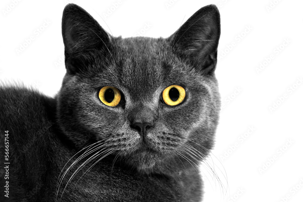 A beautiful British short hair cat