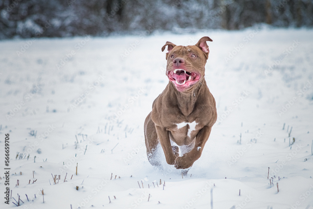 A beautiful purebred pit bull terrier is playing on a snowy field.