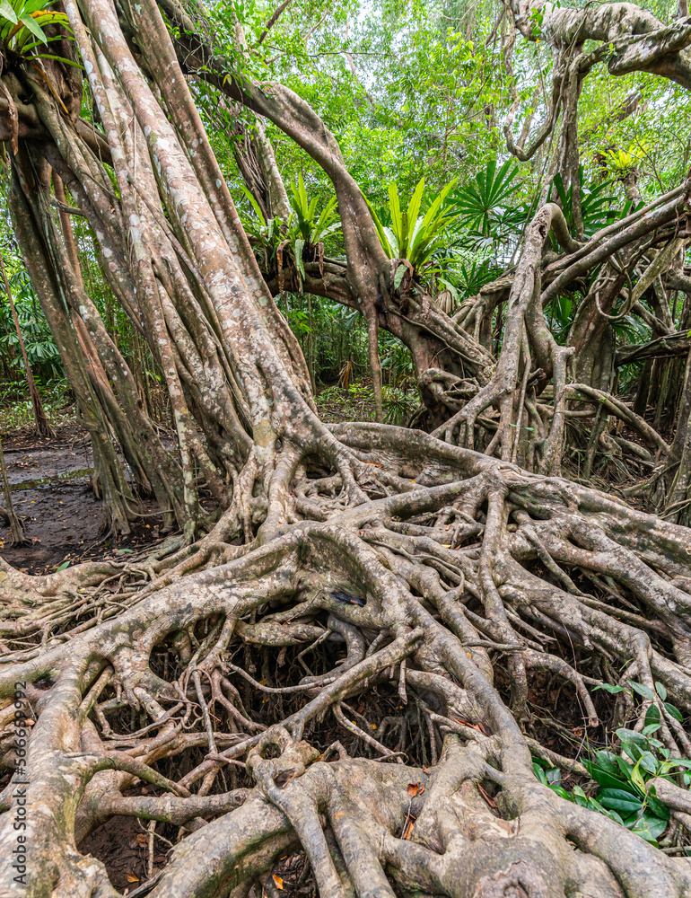 Massive banyan tree root system in rain forest, Sang Nae Canal Phang Nga, Thailand Massive banyan tree root system in rain forest, Sang Nae Canal Phang Nga, Thailand