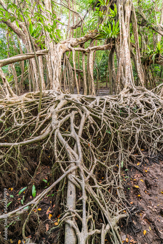 Massive banyan tree root system in rain forest, Sang Nae Canal Phang Nga, Thailand photo