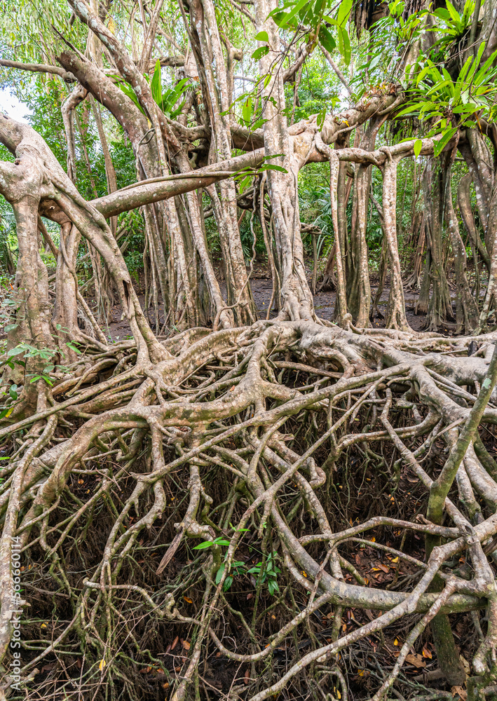 Massive banyan tree root system in rain forest, Sang Nae Canal Phang Nga, Thailand Massive banyan tree root system in rain forest, Sang Nae Canal Phang Nga, Thailand